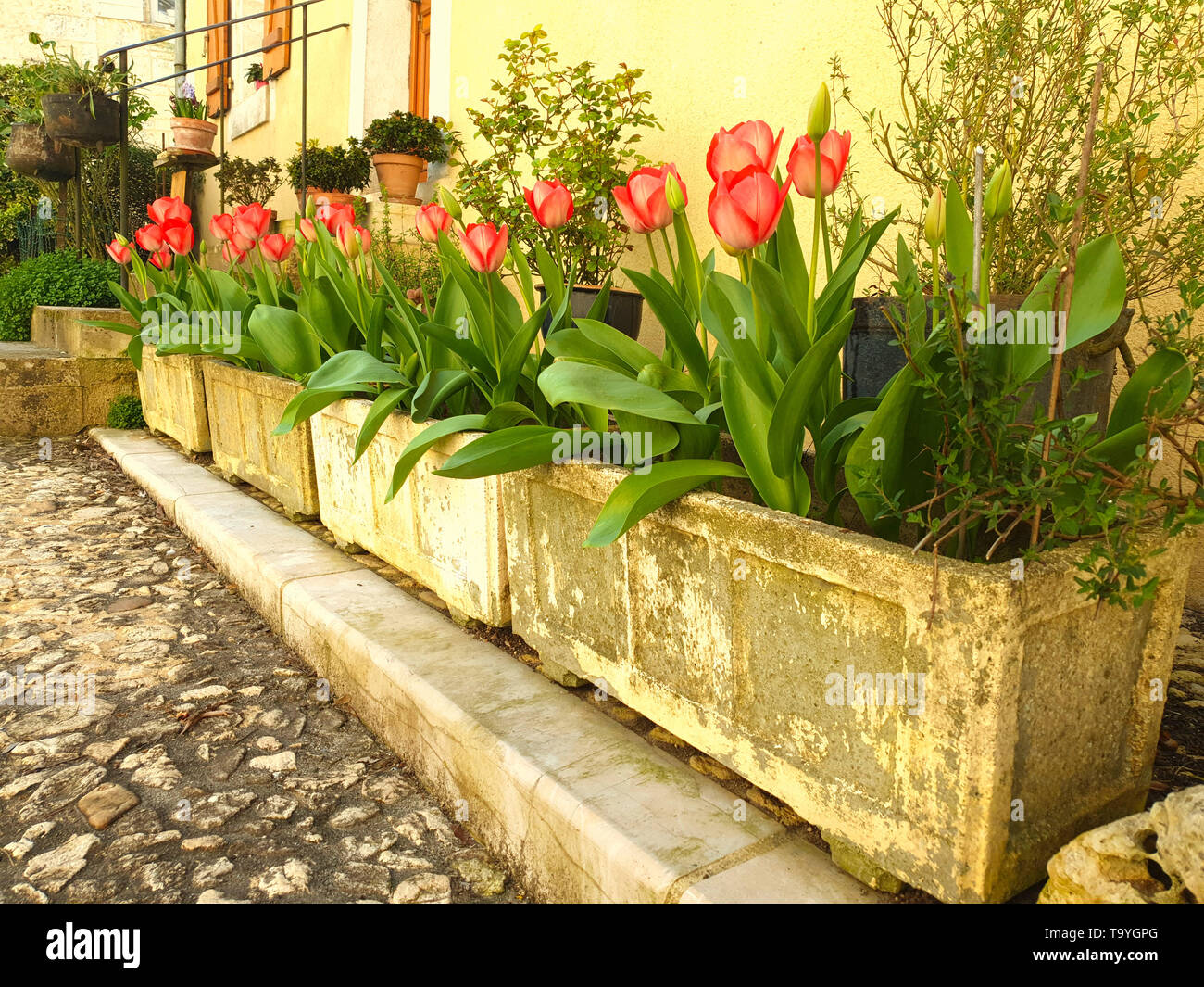La primavera tulipanes rojos en una calle francesa Foto de stock