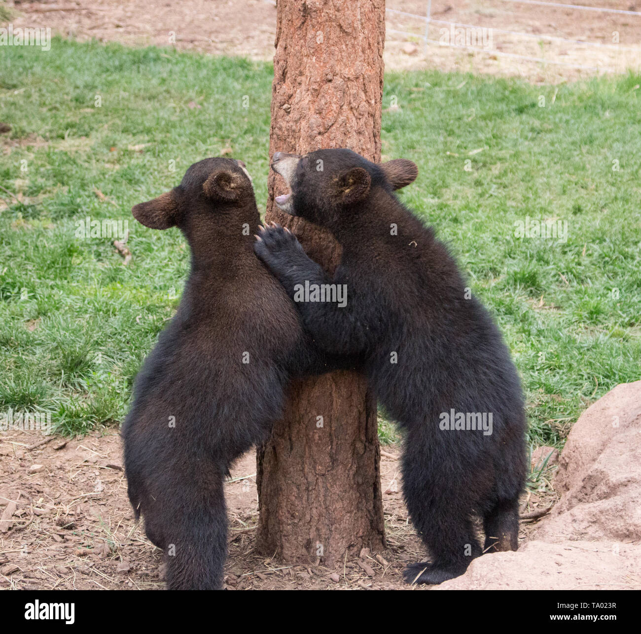 Dos crías de oso negro junior jugando. "No gritar a mí". Foto de stock