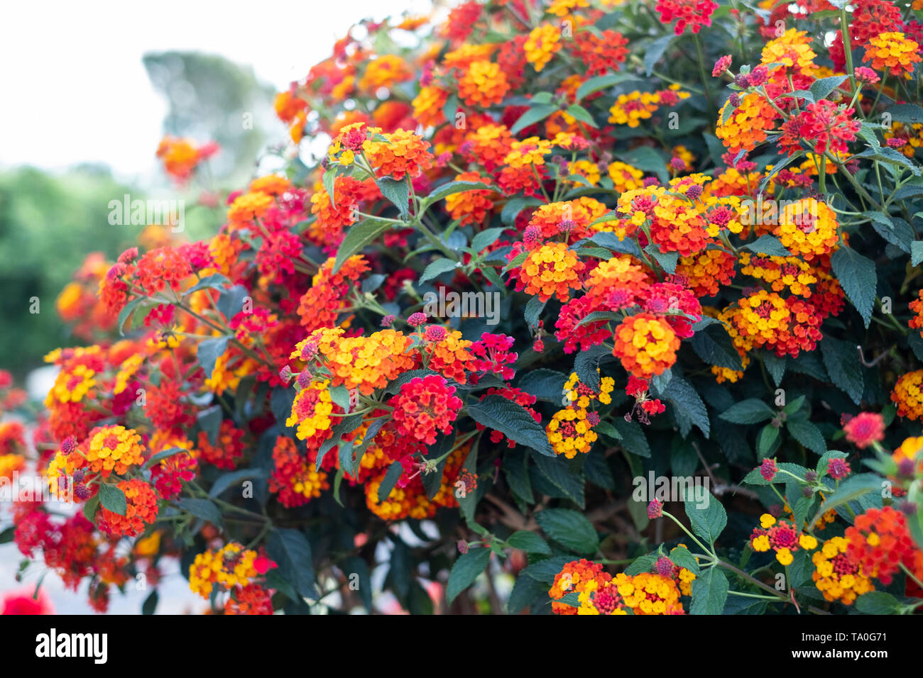 Pequeñas Flores de muchos colores en un jardín Fotografía de stock - Alamy