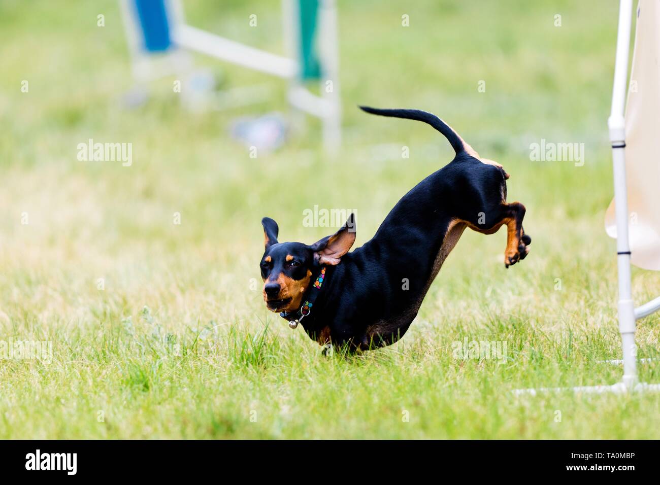 Teckel - perro salchicha negro saltando sobre agilidad formación patio -  badger-dog Fotografía de stock - Alamy