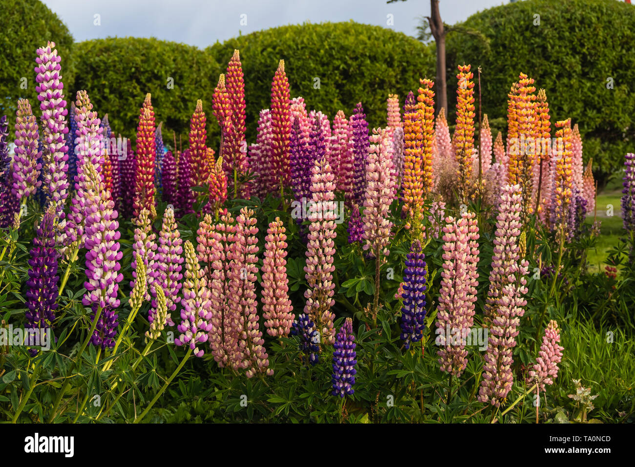 Lupine flores de muchos colores en la Patagonia, Argentina Foto de stock
