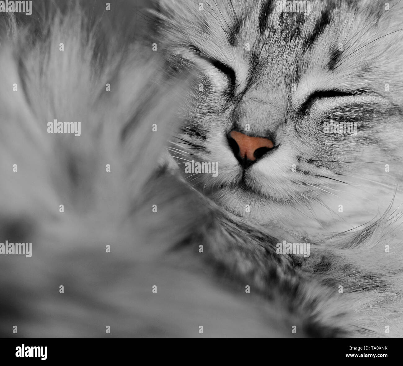Close Up retrato de una raza de gato angora turco durmiendo Foto de stock