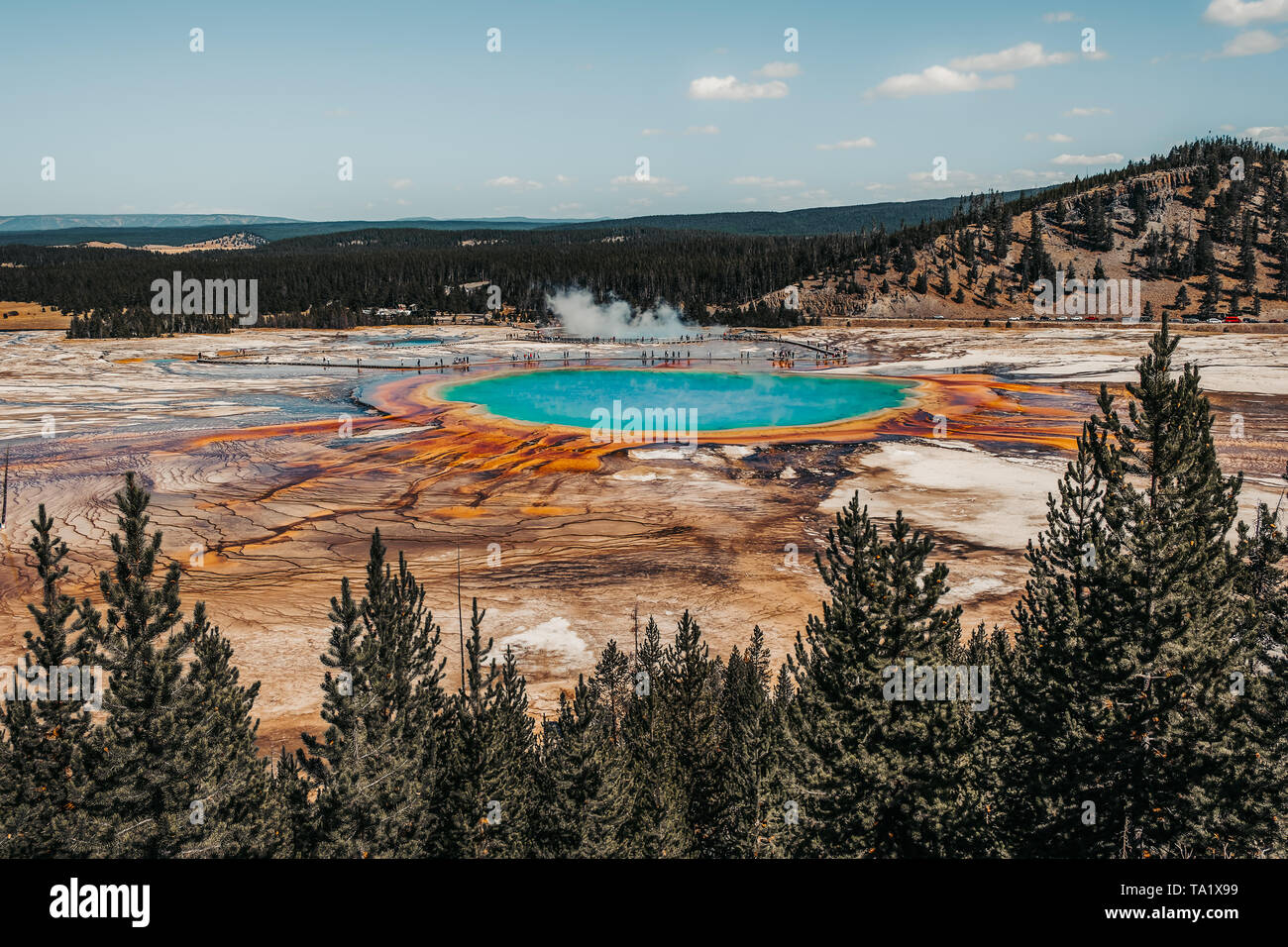 Grand Prismatic Spring enmarcado por pinos en el Parque Nacional Yellowstone, Wyoming, EE.UU. Foto de stock