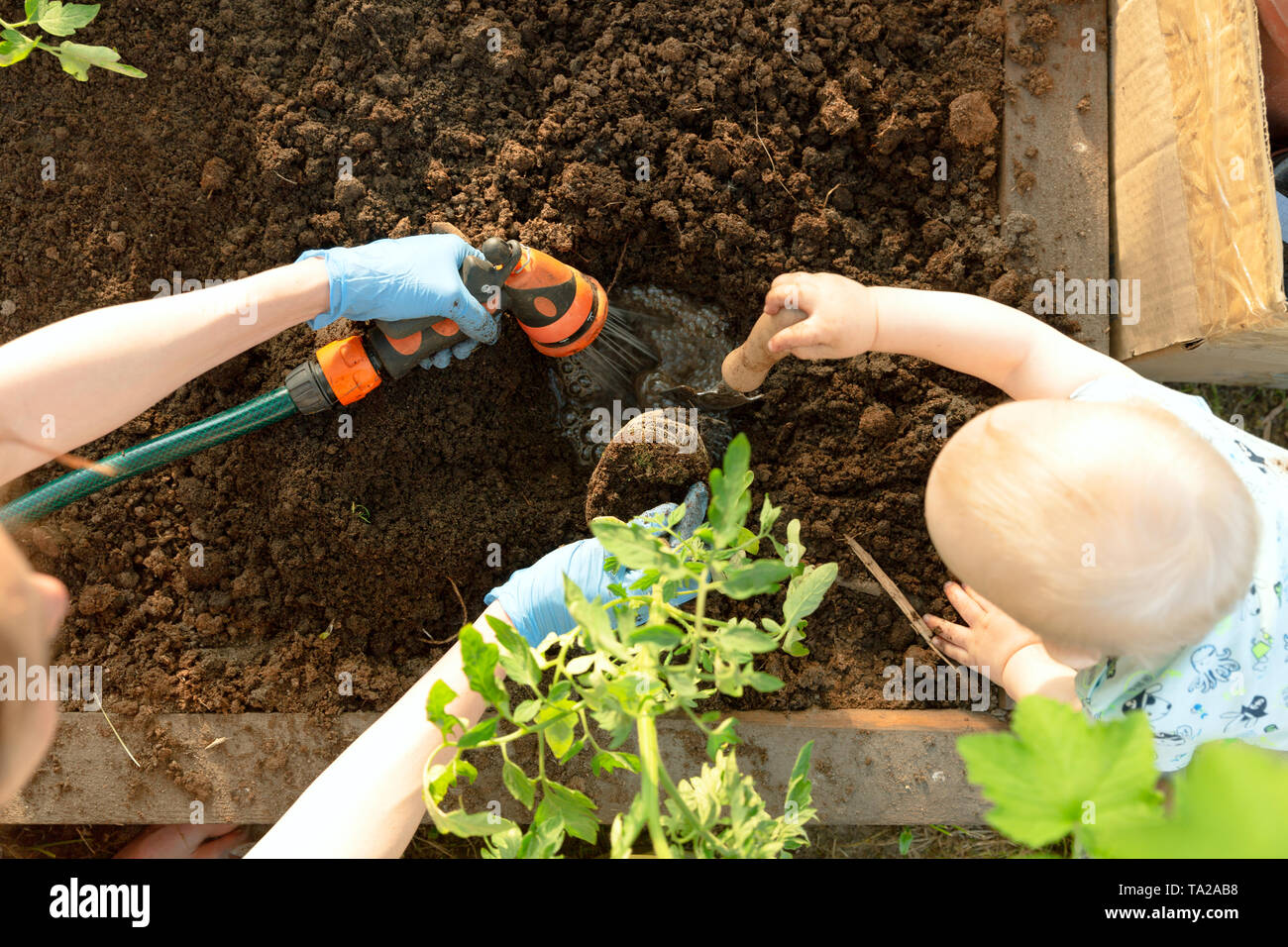 Manos de mujer y un niño sembrando plántulas de tomate en invernadero. La Jardinería orgánica y concepto de crecimiento Foto de stock