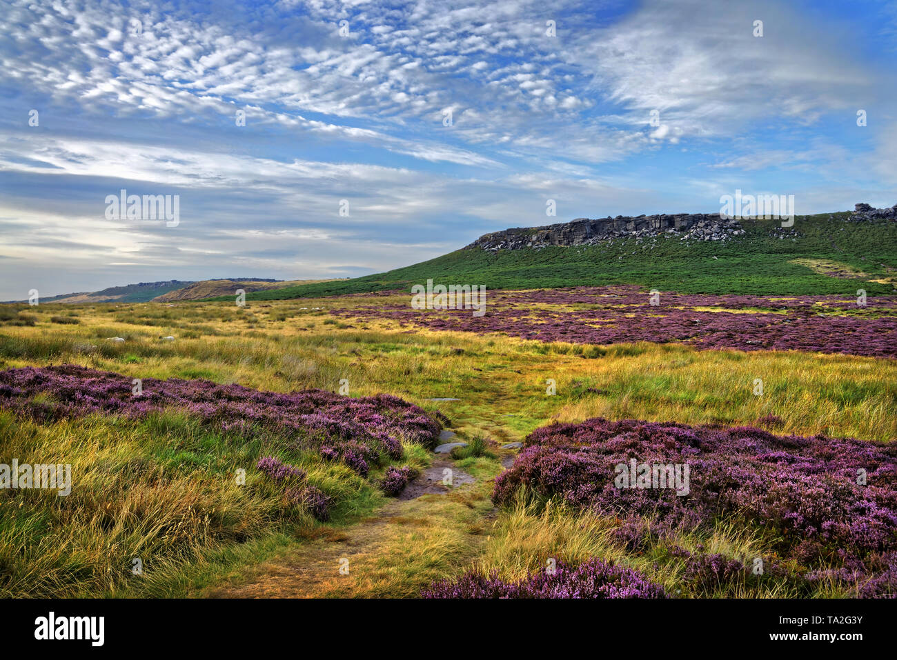 Reino Unido,South Yorkshire,Peak District, cerca de Sheffield, enfoque de Higger Tor con el brezo en flor Foto de stock