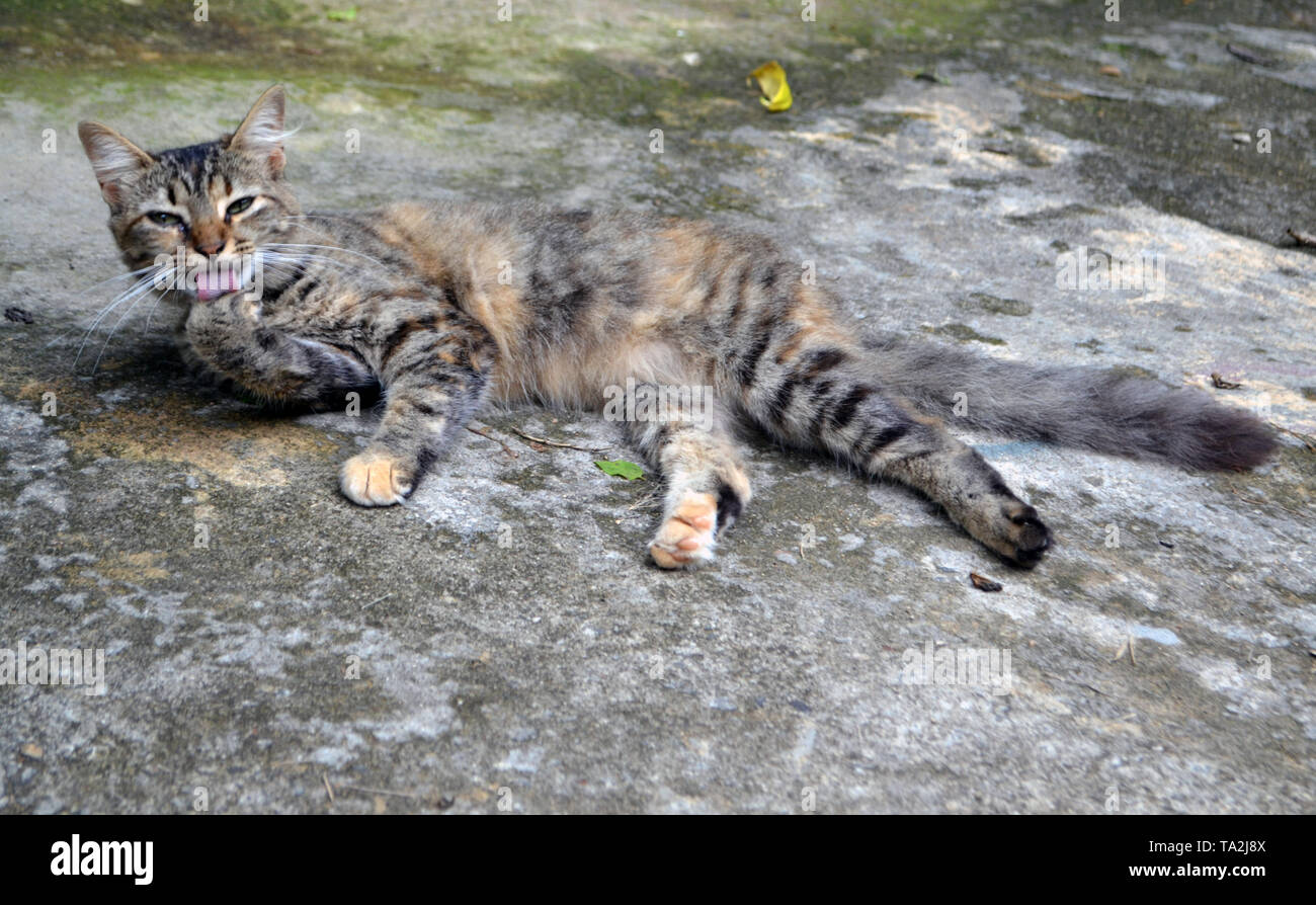 Lindo gato de tres colores Foto de stock