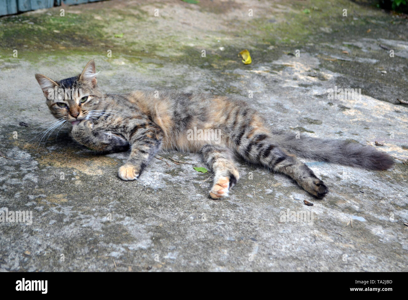 Lindo gato de tres colores Foto de stock