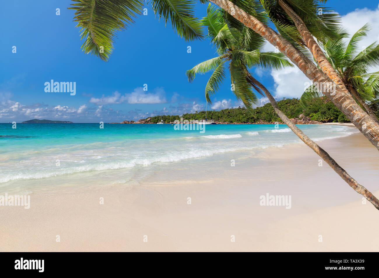 Las palmas de coco en la playa en una isla tropical. Foto de stock