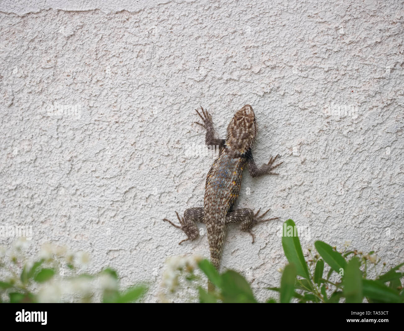 Lagarto En Una Pared De Escalada En Las Vegas Nevada Fotografia