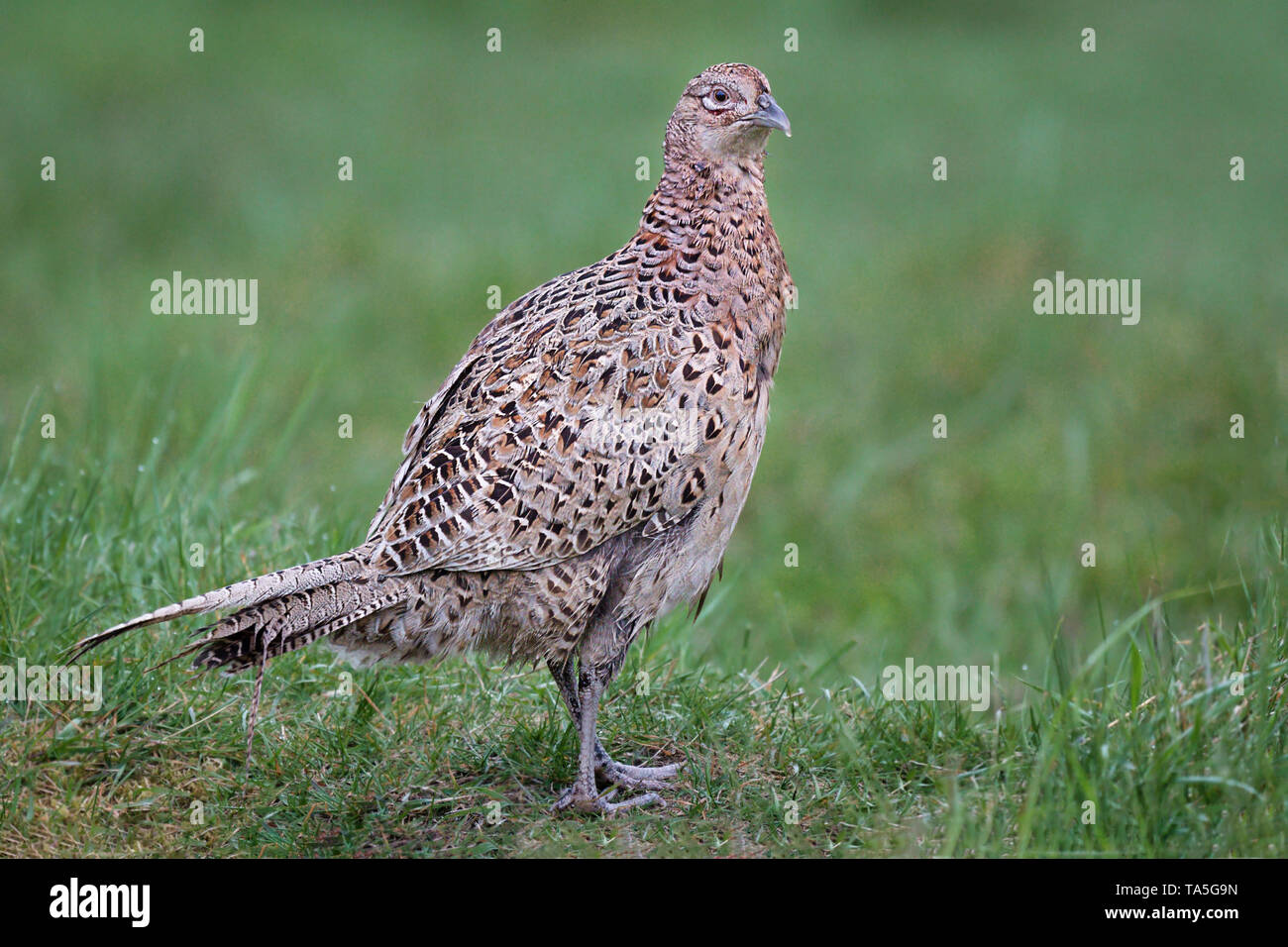 Un retrato de cerca una hembra de faisán Phasianus colchicus gallina, erguido orgulloso en un campo de hierba, mirando a la derecha Foto de stock