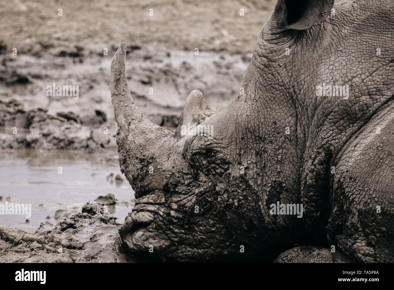 White Rhino tumbado en el fango en África. Foto de stock