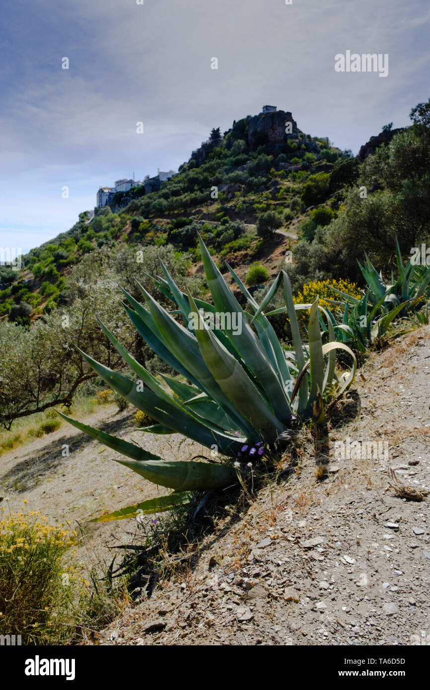 Aloe Vera gigantes en las laderas de Comares, Axarquía, Málaga, Andalucía,  Costa del Sol, España Fotografía de stock - Alamy