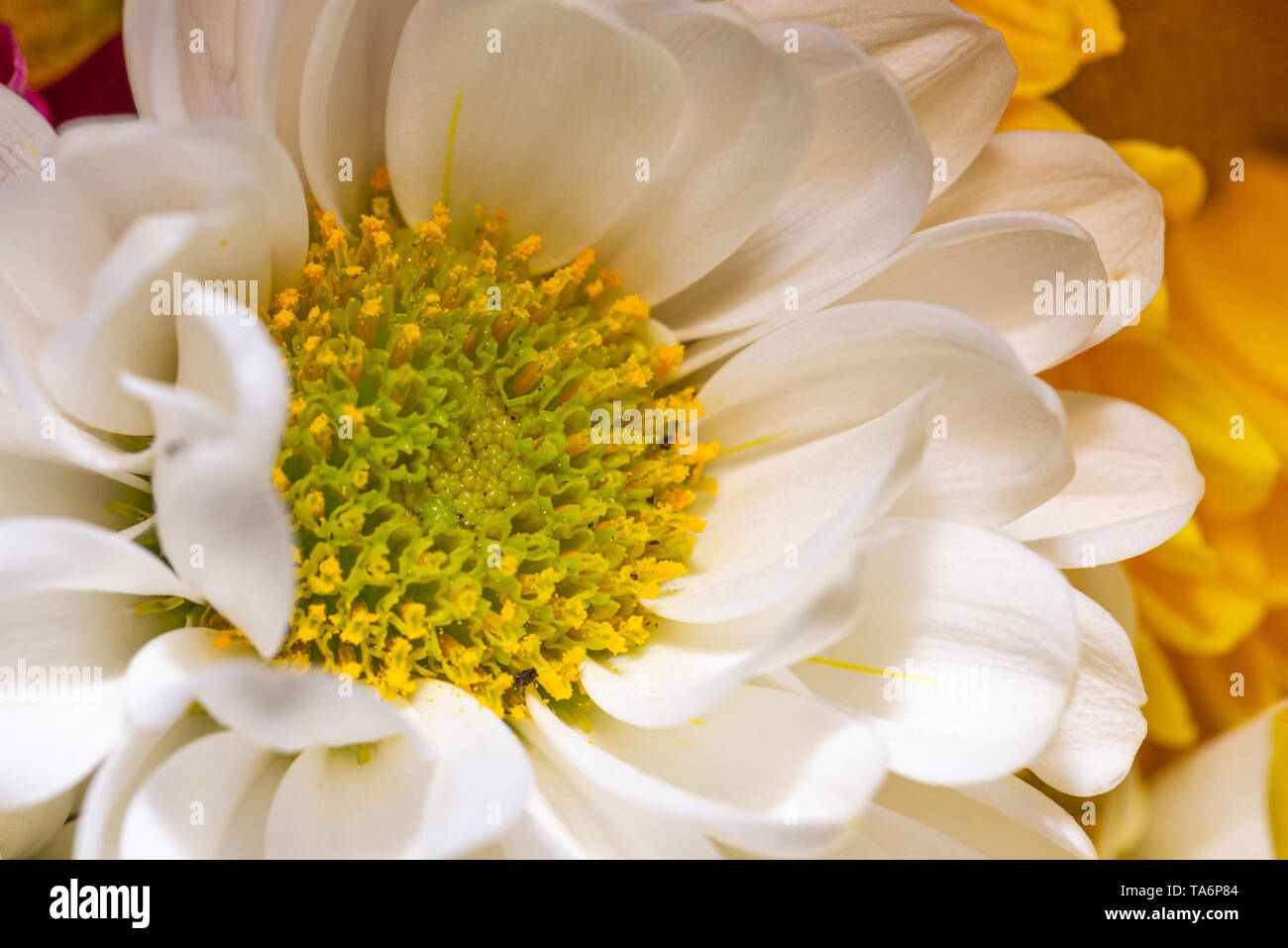 Cierre horizontal-foto de flor en flor. Bloom tiene centro amarillo brillante lleno de pistilos y estigmas. Tiene bonitas hojas de pétalos de color blanco. Foto de stock