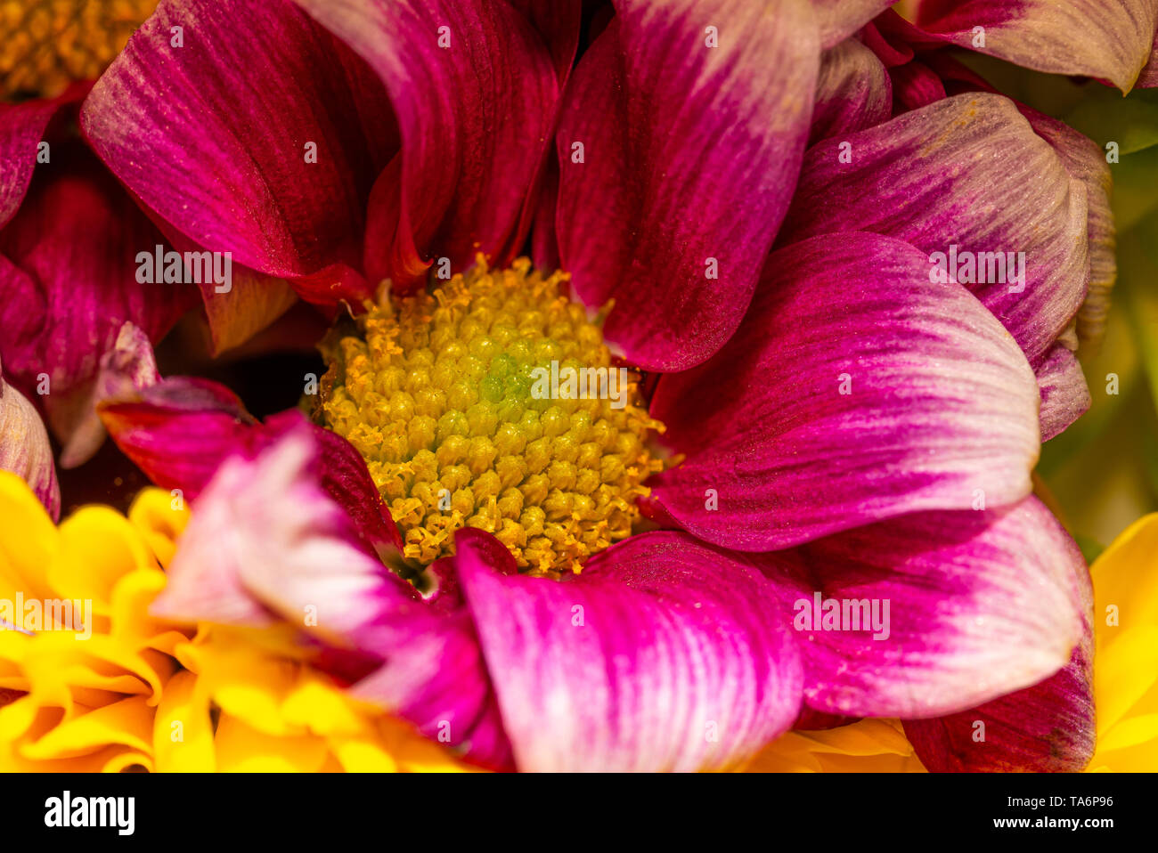 Cierre horizontal-foto de flor en flor. Bloom tiene centro amarillo brillante lleno de pistilos y estigmas. Tiene bonitas hojas de pétalos de color púrpura y rojo. Foto de stock