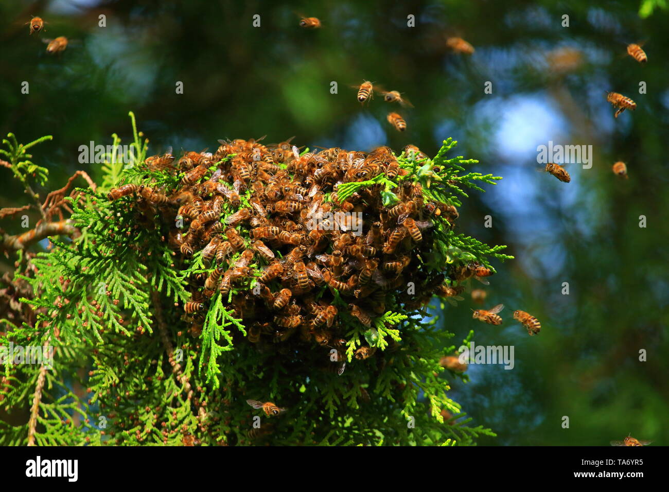 Enjambres de Abejas de Miel en rama de árbol Fotografía de stock - Alamy