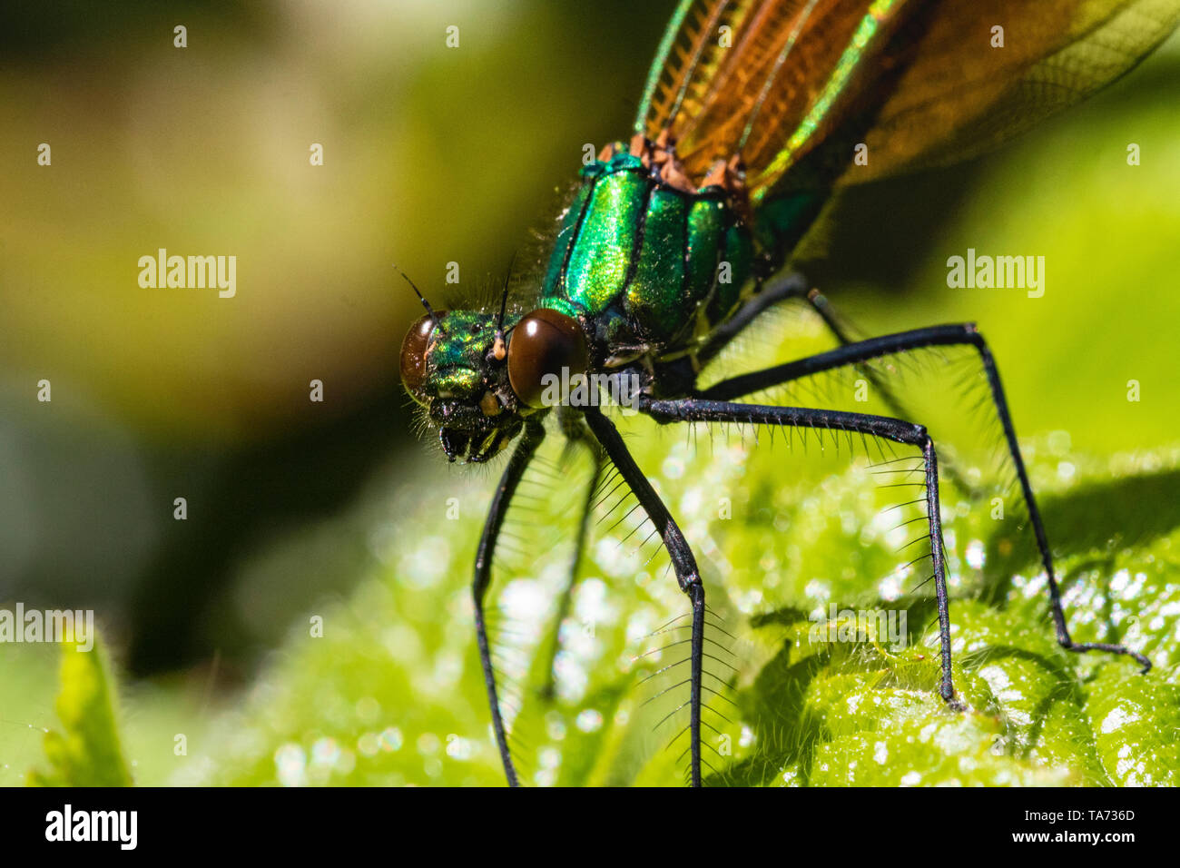 Vista detallada de la cabeza de un hombre de la Demoiselle Agrion (Damselfly Calopteryx virgo) también conocido como Bella Agrion, en reposo en un cálido día de primavera. Foto de stock