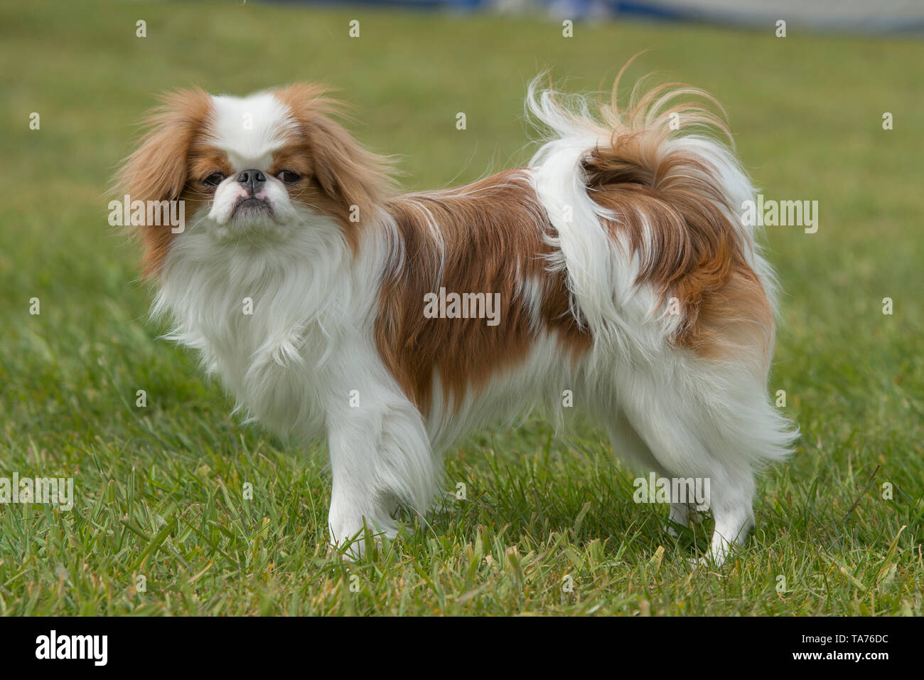 Japanese chin dog fotografías e imágenes de alta resolución - Alamy
