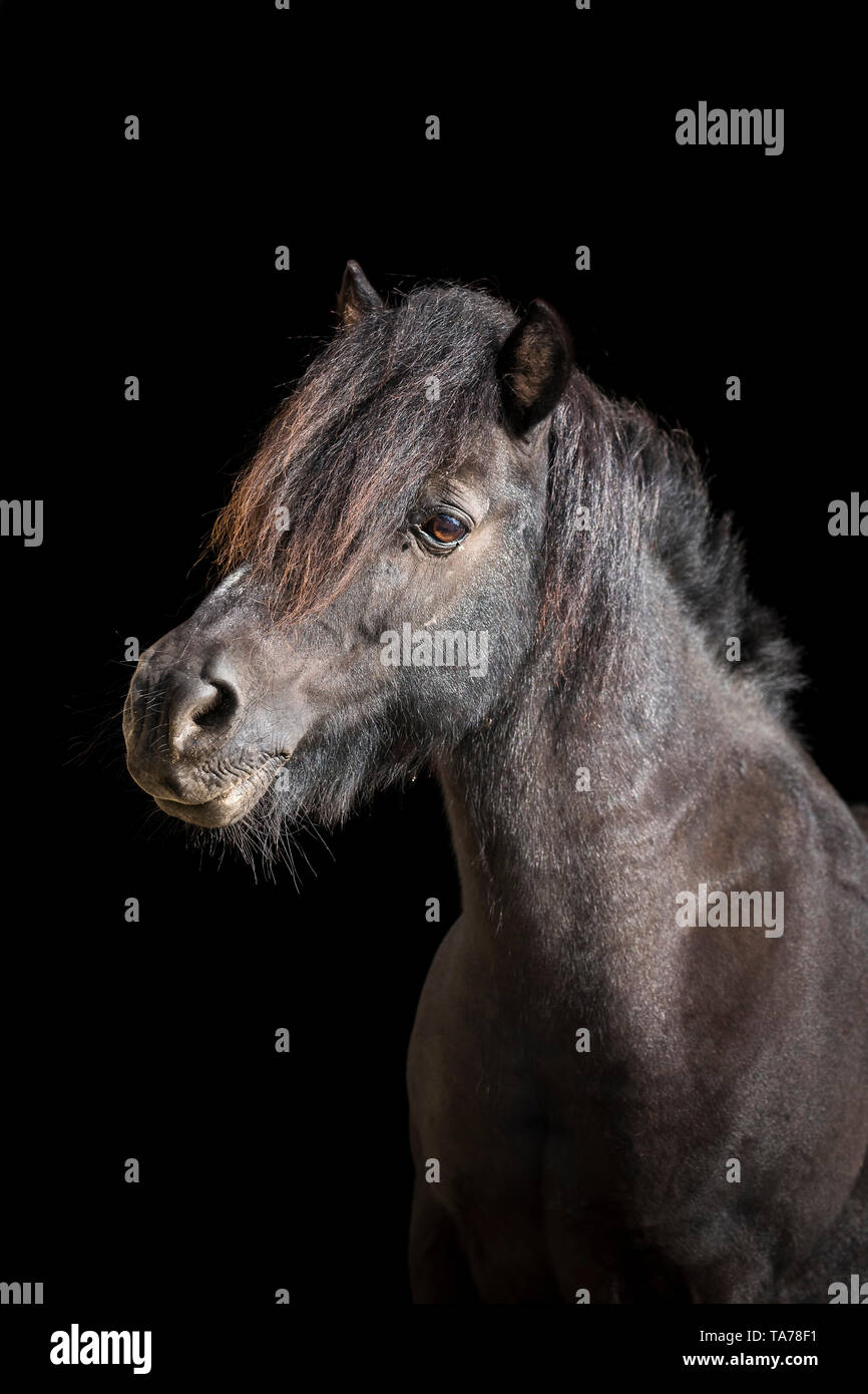 Shetland Pony. Retrato de un viejo negro mare, vistos contra un fondo negro. Alemania Foto de stock