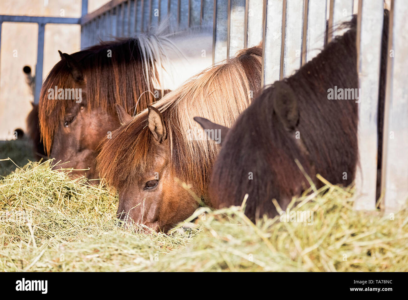 Caballo islandés. Los caballos comiendo heno en un establo abierto. Austria Foto de stock