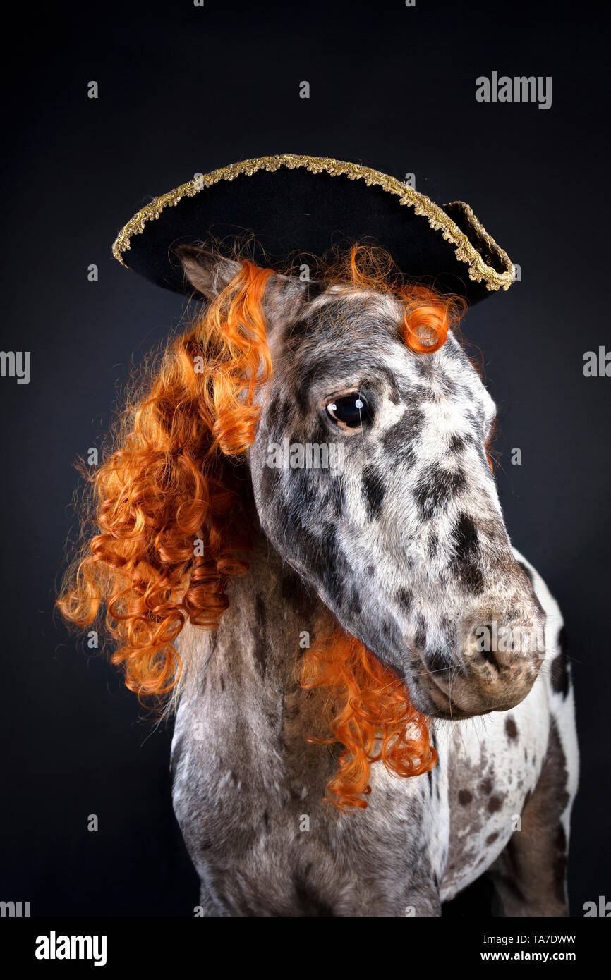 Appaloosa en miniatura. Retrato de caballos adultos, vistiendo rizado peluca y sombrero tricorne. Studio picture contra un fondo negro. Alemania Foto de stock