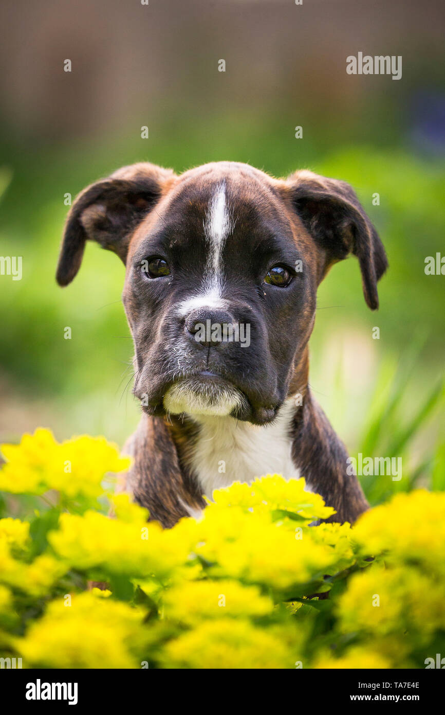 Boxer alemán. Retrato de un cachorro. Alemania Foto de stock