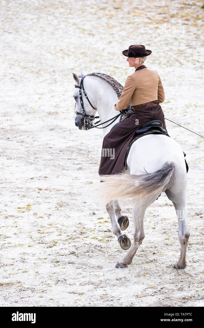 Puro Caballo Español, PRE Cartusian Caballo Andaluz. Jinete en traje tradicional en un semental gris realizando una pirueta. Alemania Foto de stock