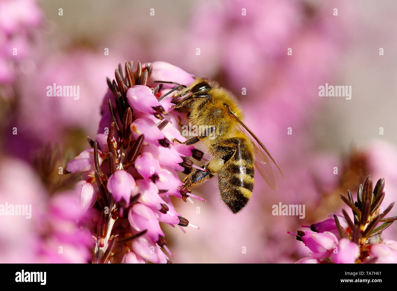 Miel de abejas (Apis mellifica Apis mellifera). Trabajador en invierno la nieve Heath, brezo (Erica carnea) flores. Alemania Foto de stock