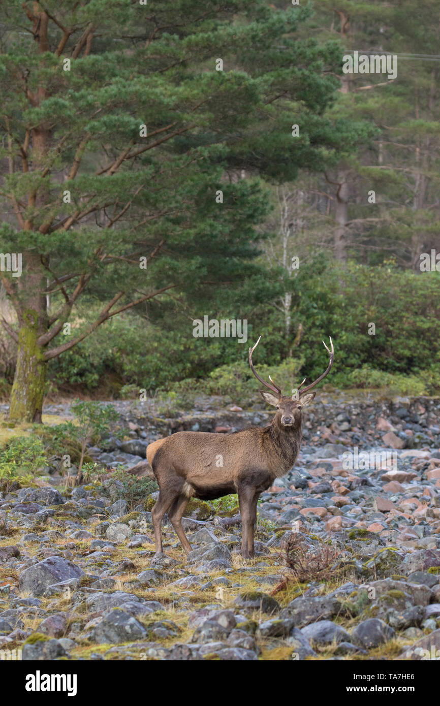 Ciervo rojo (Cervus elaphus). El ciervo de pie junto a un arroyo. Escocia, Gran Bretaña Foto de stock