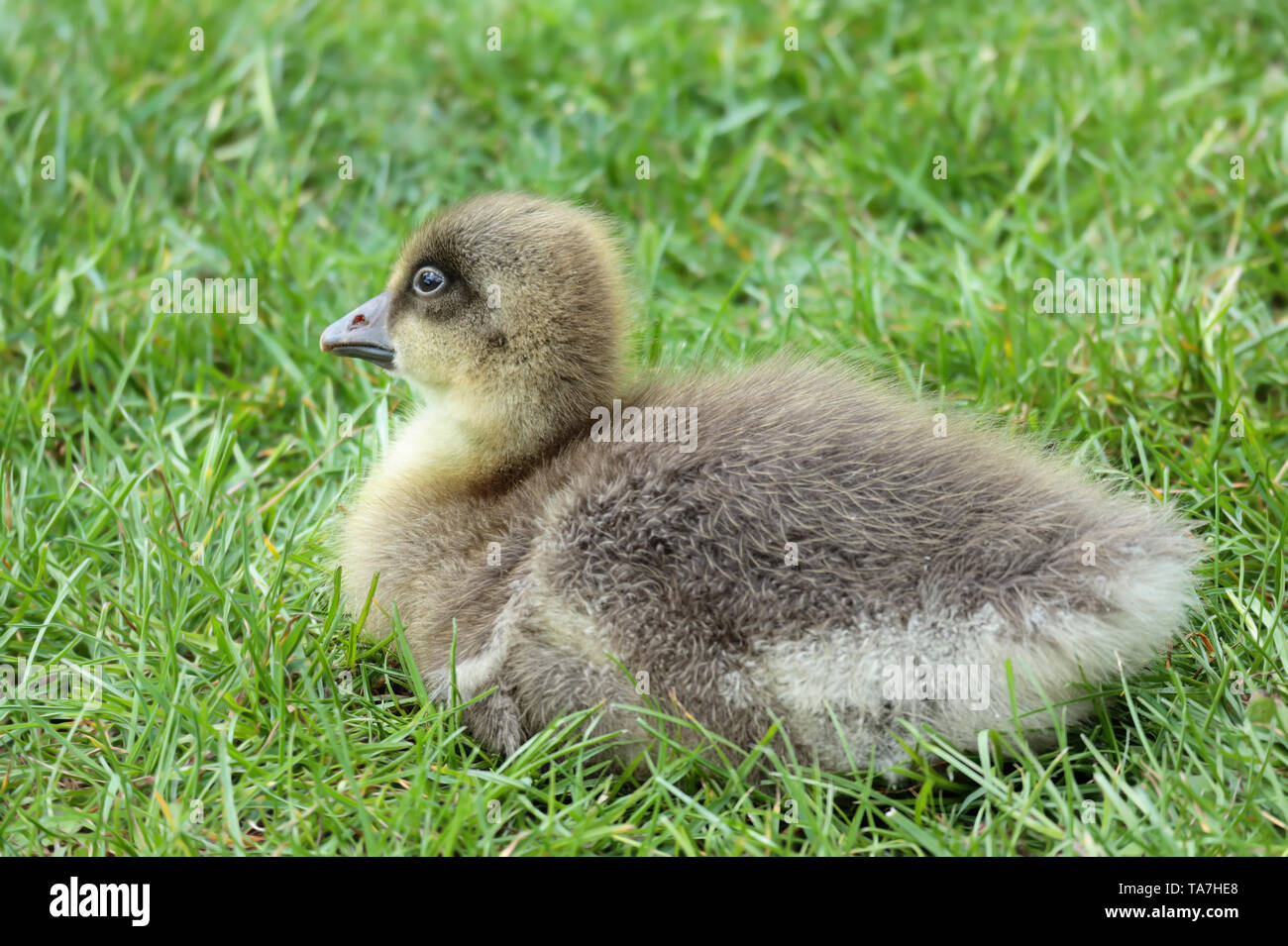 Un Graylag Goose's gosling descansando en el césped, uno de muchos que nacieron en el Parque Sandall, Doncaster, Reino Unido en mayo de 2019 Foto de stock