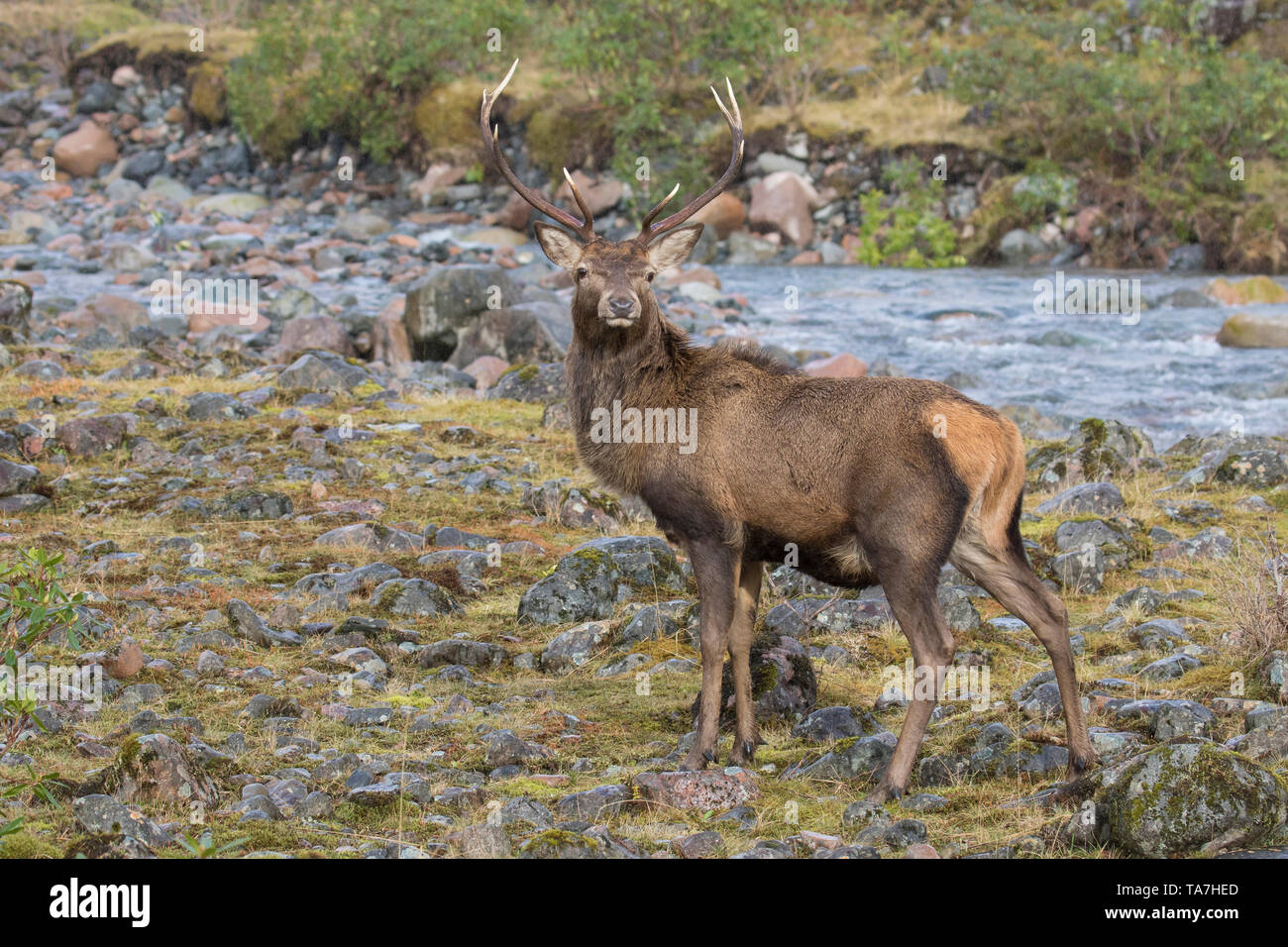 Ciervo rojo (Cervus elaphus). El ciervo de pie junto a un arroyo. Escocia, Gran Bretaña Foto de stock