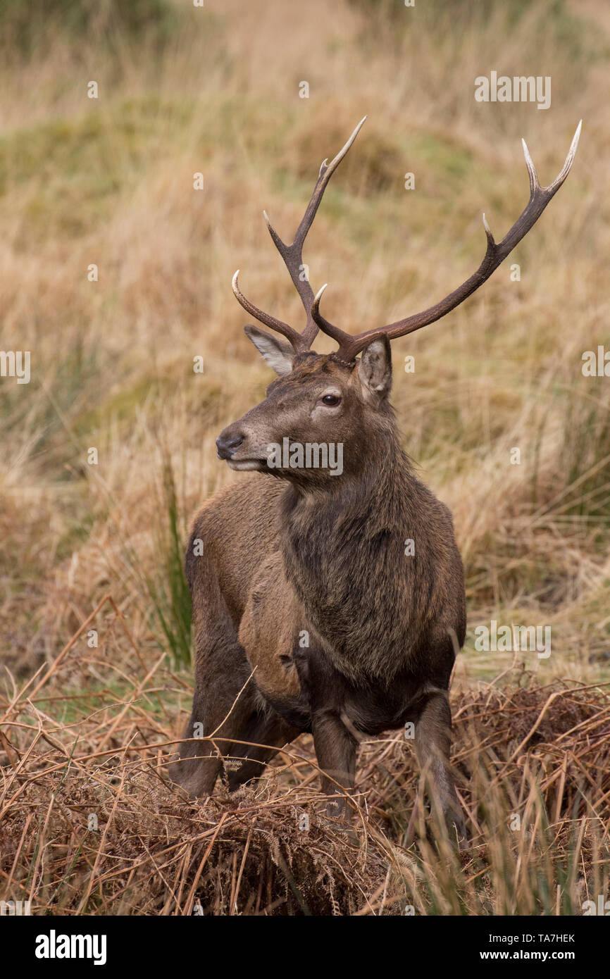 Ciervo rojo (Cervus elaphus). El ciervo de pie en bracken Escocia, Gran Bretaña Foto de stock