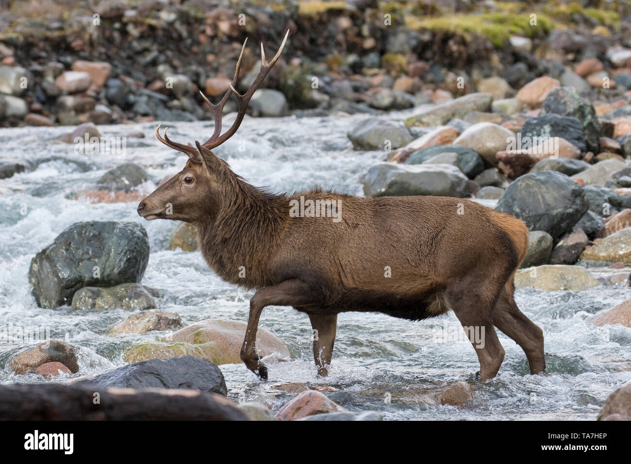 Ciervo rojo (Cervus elaphus). Stag cruzar un arroyo. Escocia, Gran Bretaña Foto de stock