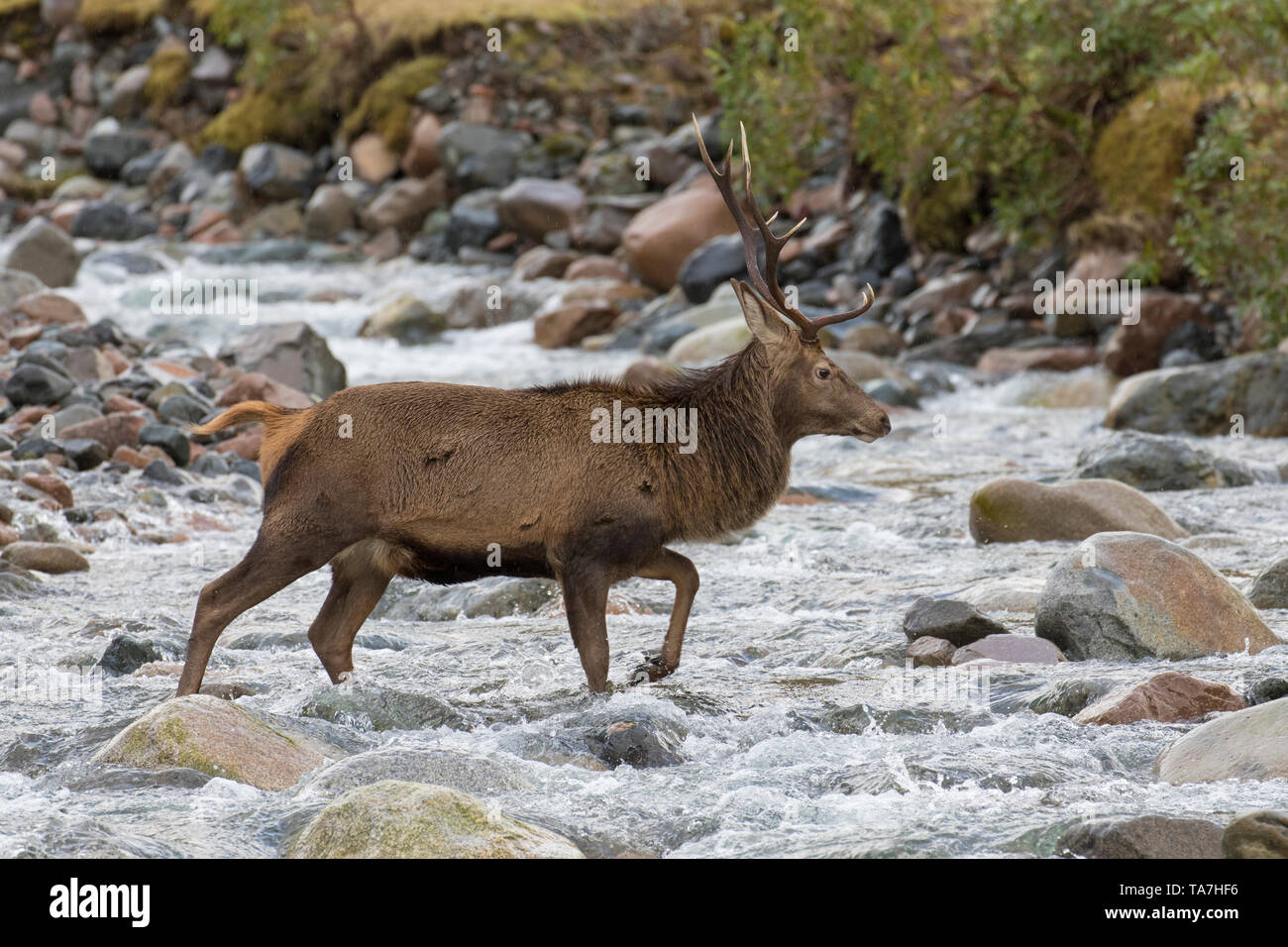 Ciervo rojo (Cervus elaphus). Stag cruzar un arroyo. Escocia, Gran Bretaña Foto de stock