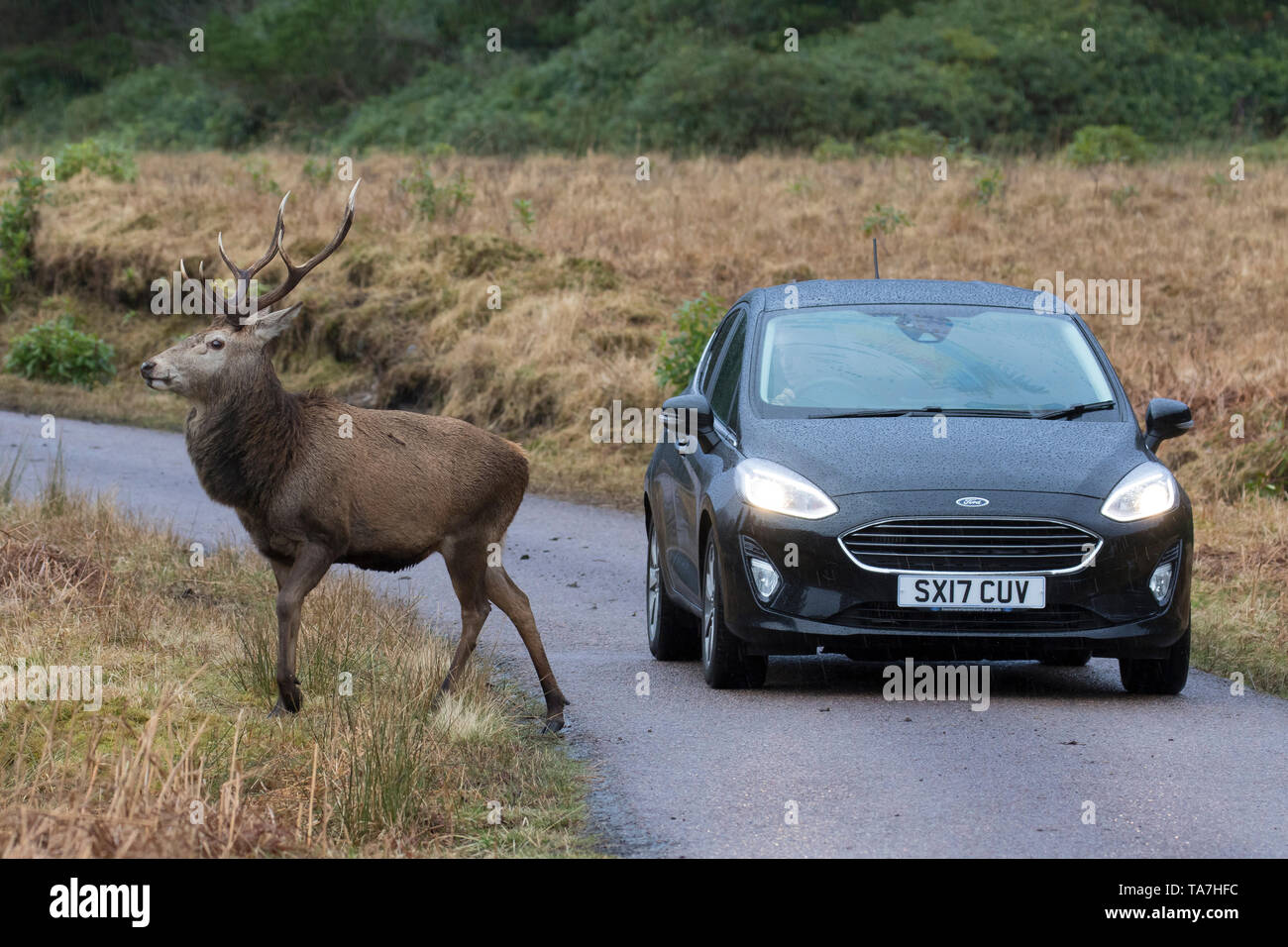 Ciervo rojo (Cervus elaphus). El ciervo de pie delante de un coche. Highlands escocesas, Escocia, Gran Bretaña Foto de stock