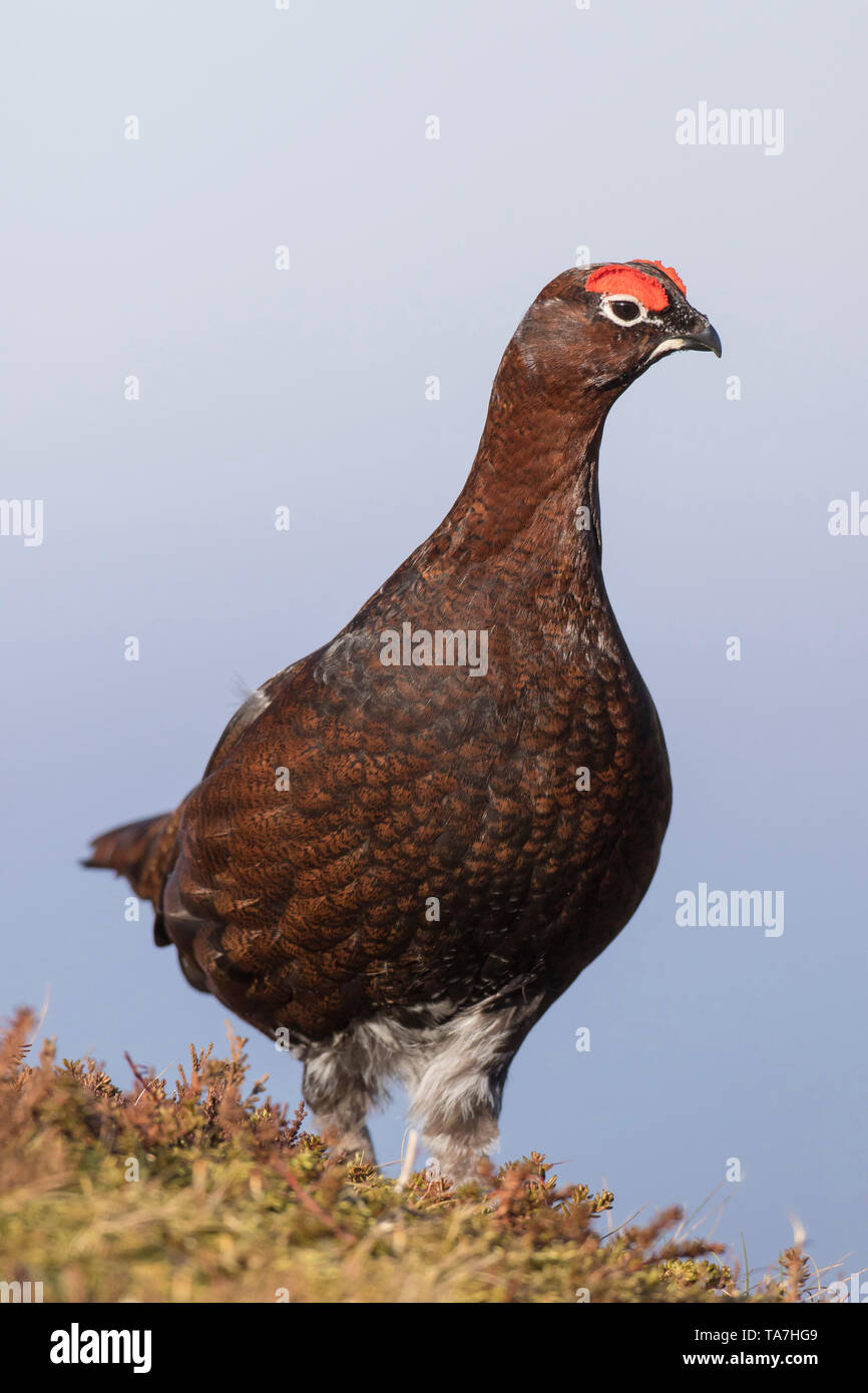 El urogallo rojo (Lagopus lagopus scotica). Hombres de pie. El Parque Nacional de Cairngorms, Escocia, Gran Bretaña Foto de stock