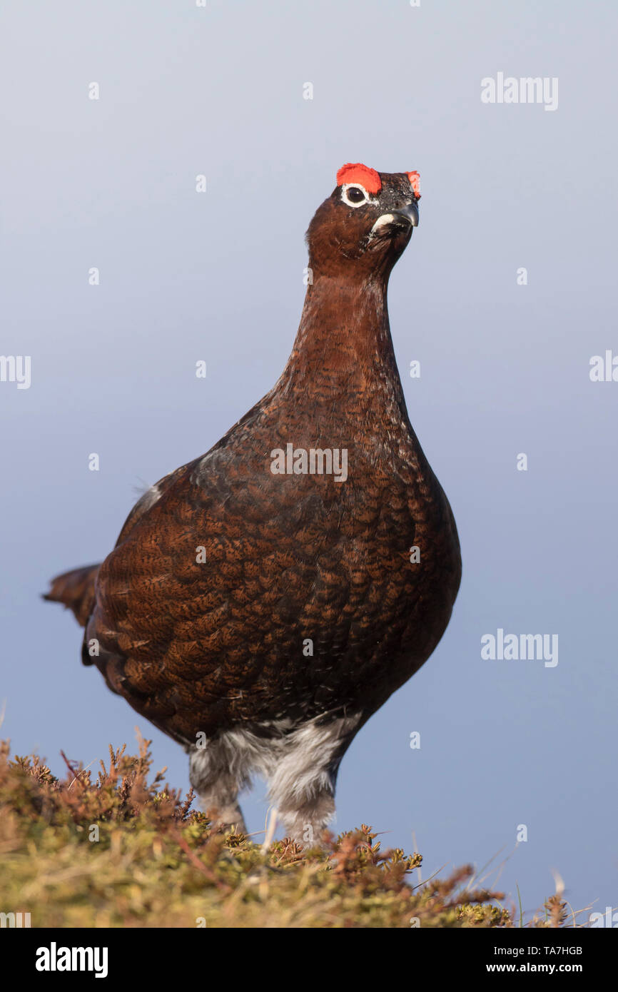 El urogallo rojo (Lagopus lagopus scotica). Hombres de pie. El Parque Nacional de Cairngorms, Escocia, Gran Bretaña Foto de stock