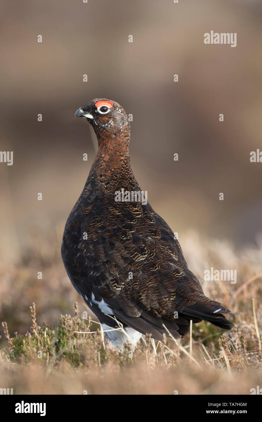 El urogallo rojo (Lagopus lagopus scotica). Hombres de pie. El Parque Nacional de Cairngorms, Escocia, Gran Bretaña Foto de stock