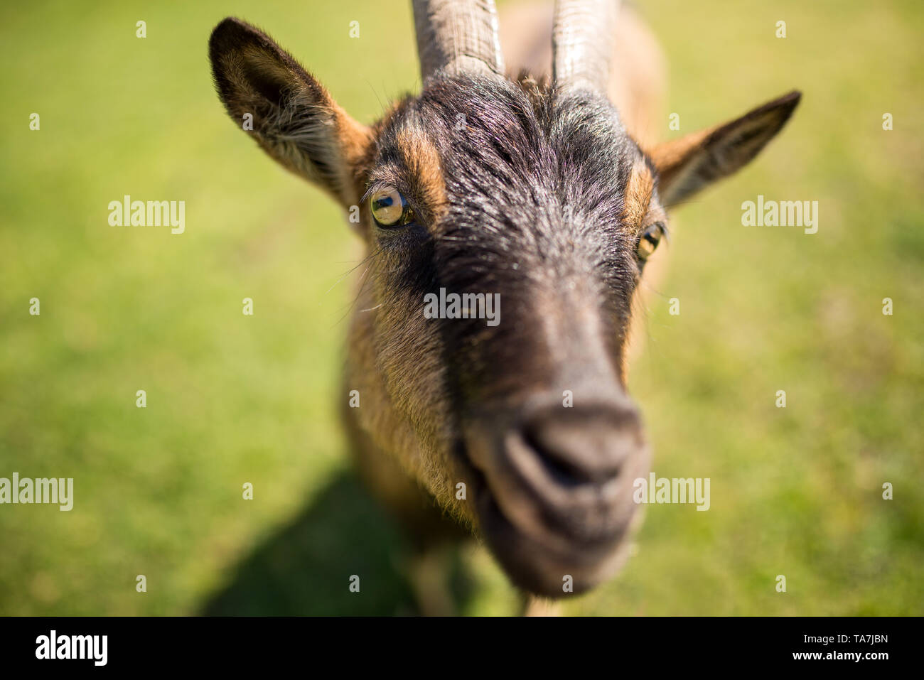 Retrato de cabra, centrarse en los ojos Foto de stock
