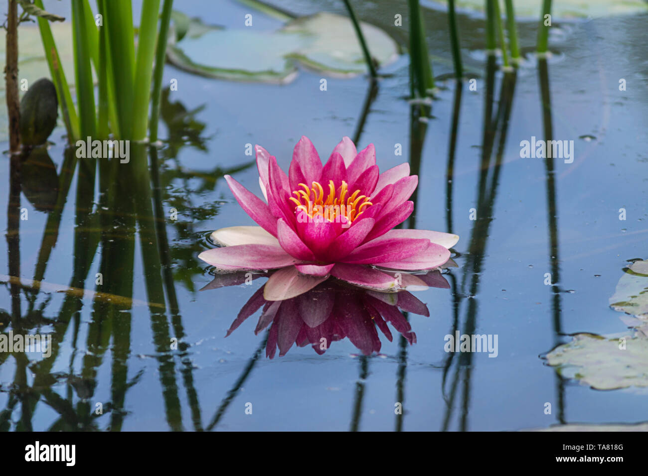 Hermosa rosa flor de loto en el lago de agua en el fondo del parque Foto de stock