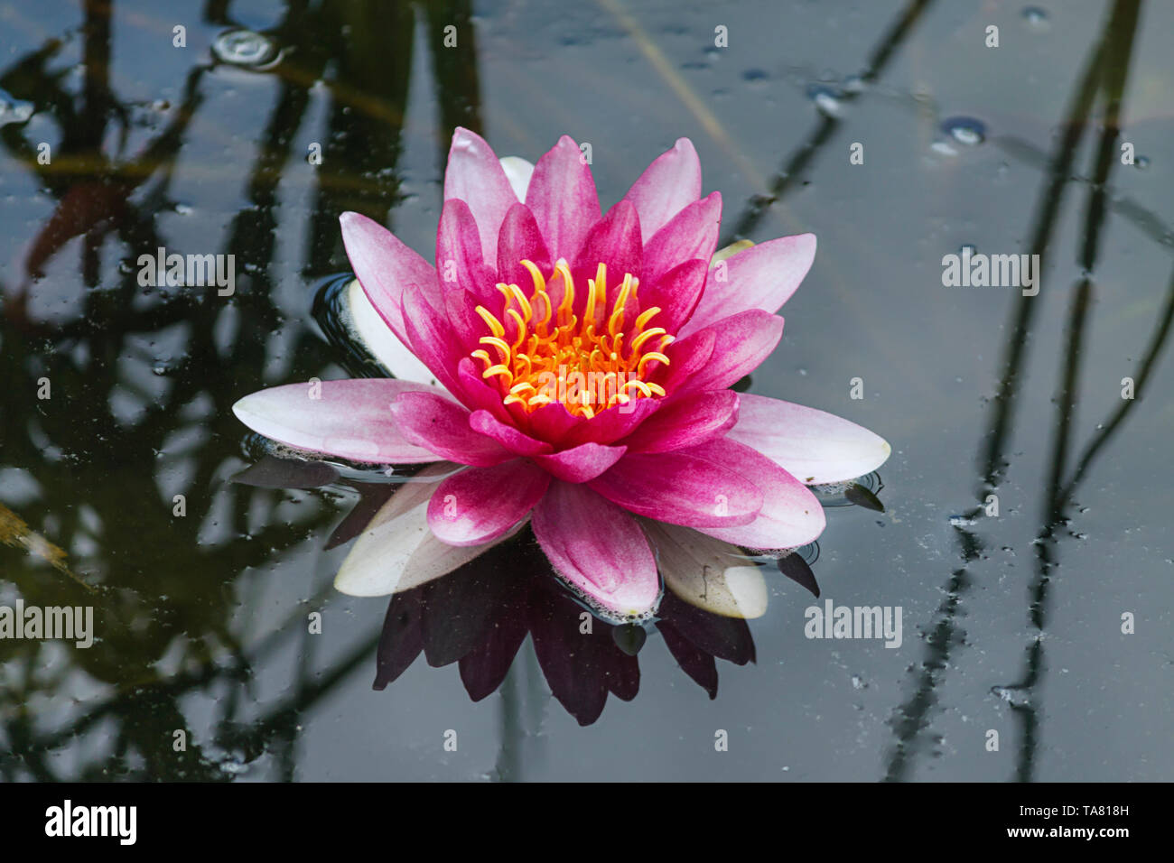 Hermosa rosa flor de loto en el lago de agua en el fondo del parque Foto de stock