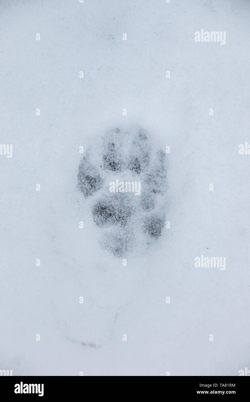 La huella de un perro o un lobo en el blanco de la nieve Foto de stock