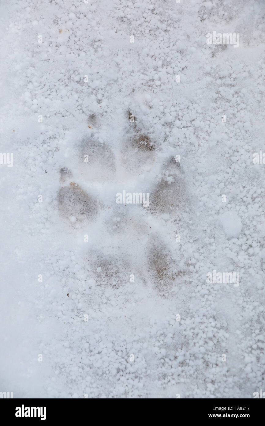 La huella de un perro o un lobo en el blanco de la nieve Foto de stock