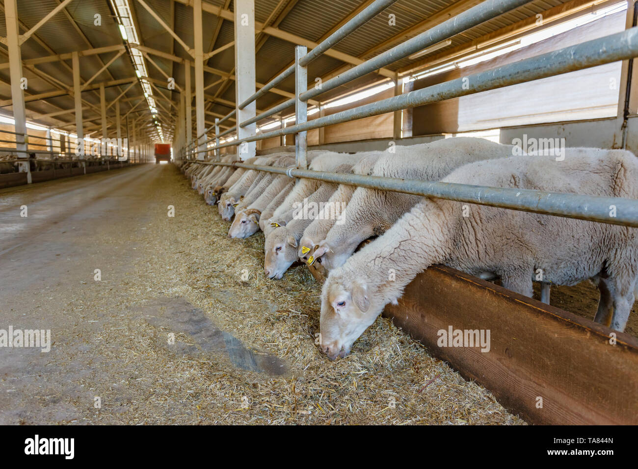 Alimentación de ovejas Ovejas granja orgánica, la región de Mármara, Turquía Foto de stock