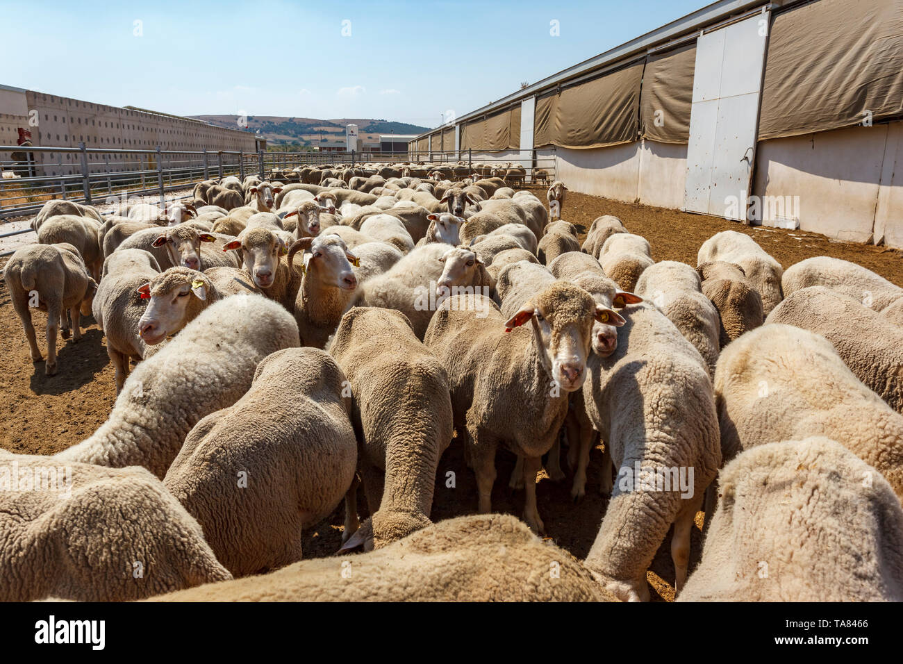 Ovejas ovejas granja orgánica, la región de Mármara, Turquía Foto de stock