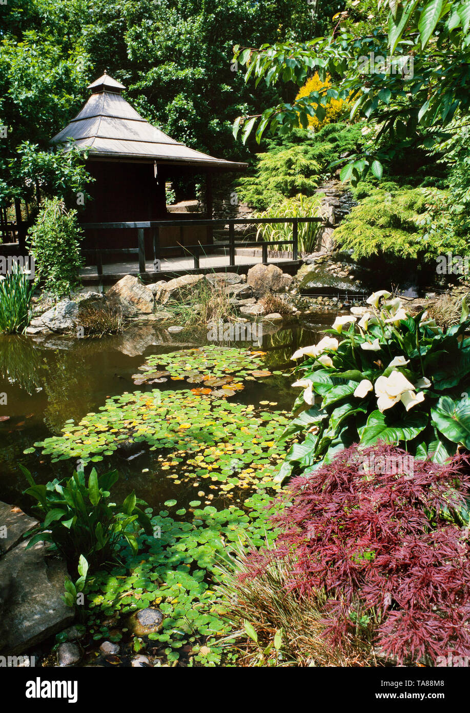 Jardín oriental con plantas acuáticas Foto de stock