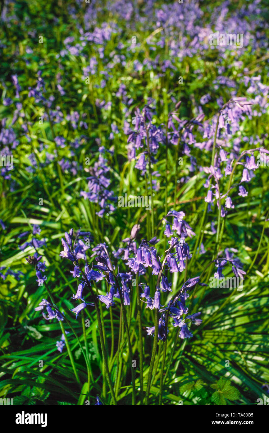 Las campánulas azules, Hyacinthoides non-scripta Foto de stock