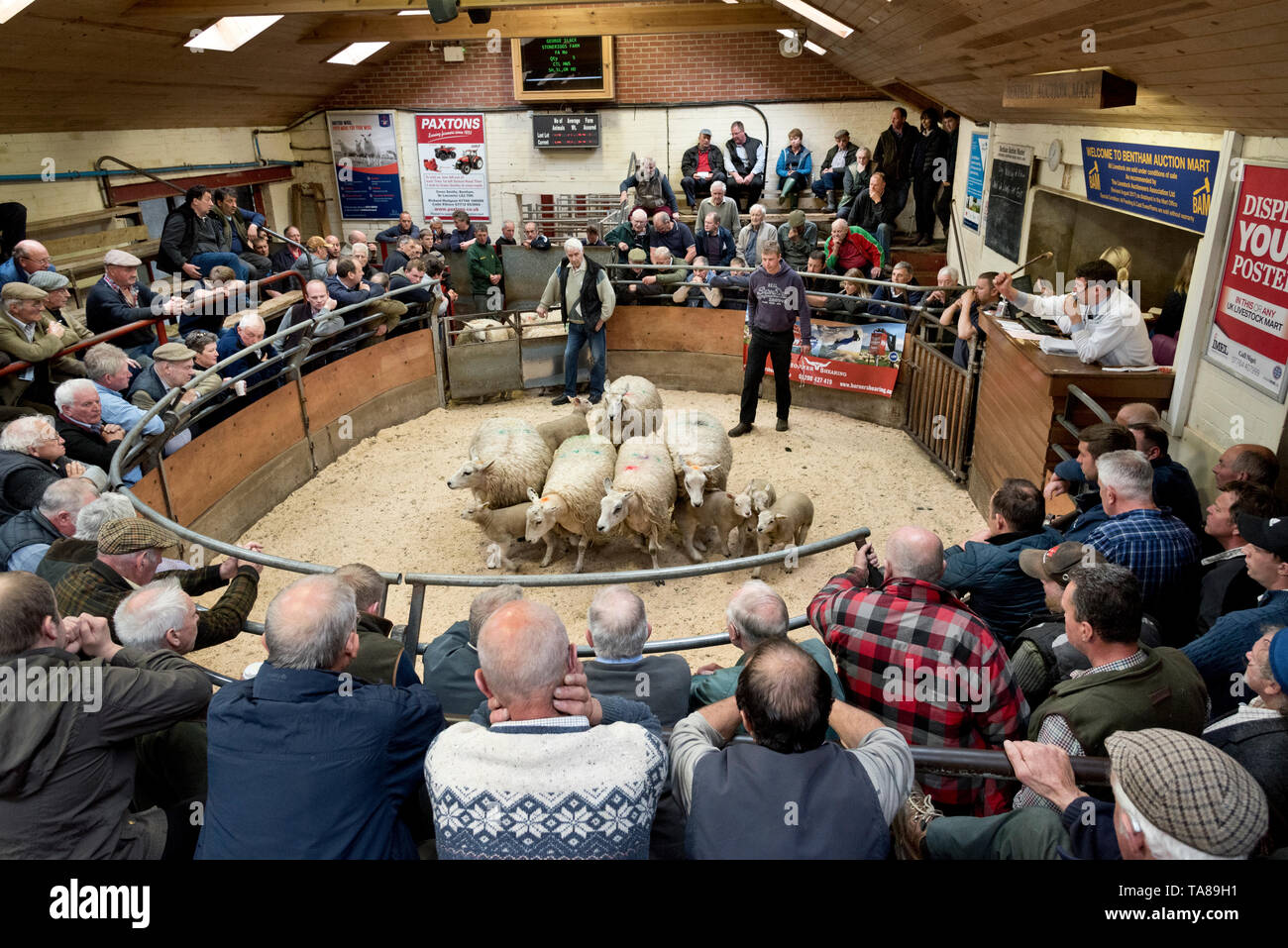 Bentham Subasta Mart, North Yorkshire. Muestra anual y venta de ovejas y corderos. Foto de stock