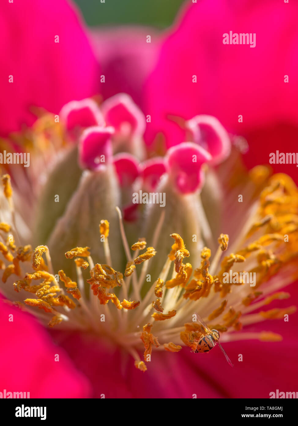 Extreme closeup macro flor de especies de mosca en la hermosa flor roja y amarilla wildflower - en Minnesota Foto de stock