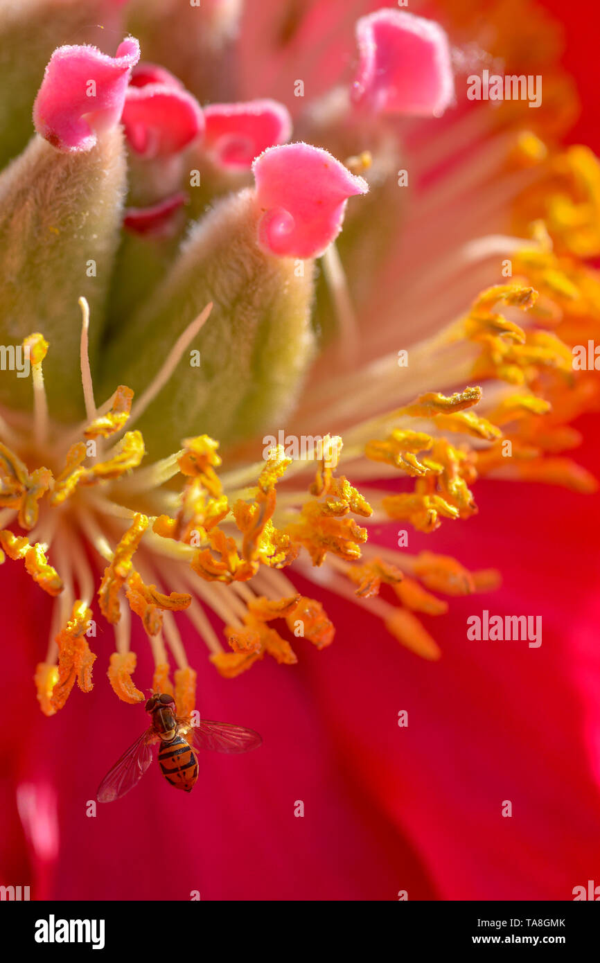 Extreme closeup macro flor de especies de mosca en la hermosa flor roja y amarilla wildflower - en Minnesota Foto de stock
