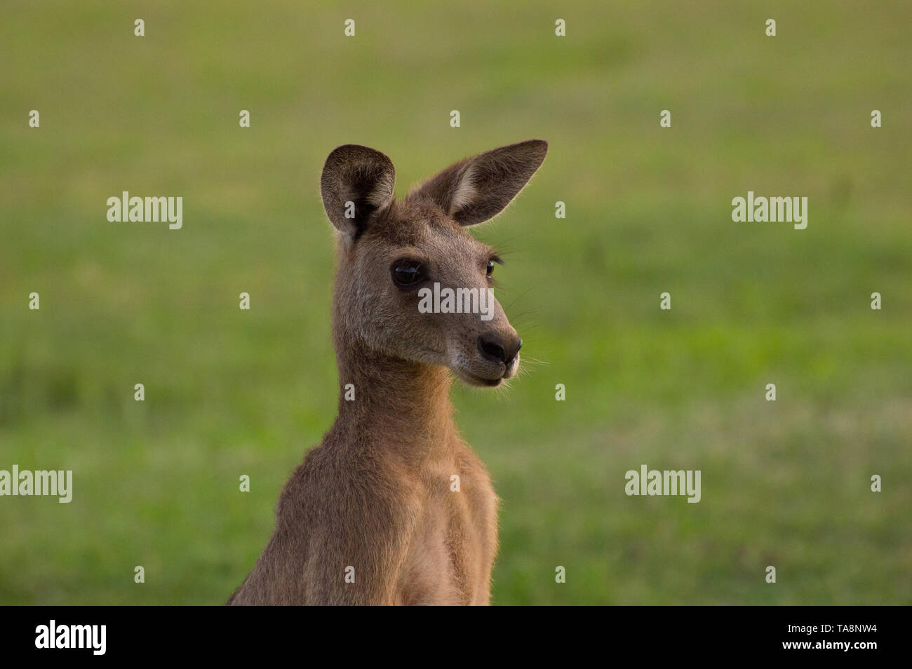Kangaroo cerrar contra el fondo verde del campo, los animales icónica de Australia Foto de stock
